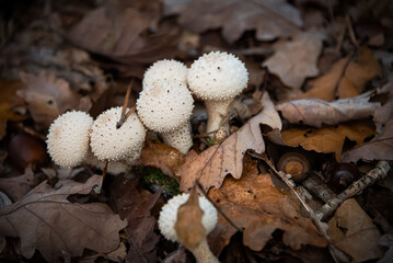 Champignons Mushrooms