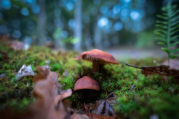 Champignons Mushrooms