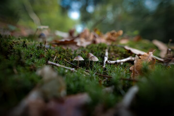 Champignons Mushrooms