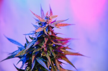 cannabis plant with big leaves and flowering bud. Medical Marijuana plant. Aesthetic look on agricultural strain of marijuana hemp