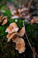Champignons Mushrooms