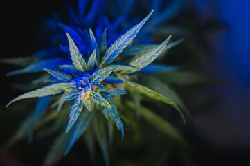 Background young shoots of marijuana in fantastic blue shades. Growing organic hemp on the farm. Wallpaper of marijuana. Legal hemp cultivation