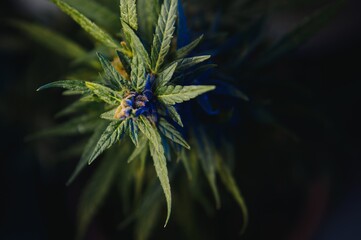 Marijuana leaves, cannabis on a dark background, beautiful background, indoor cultivation