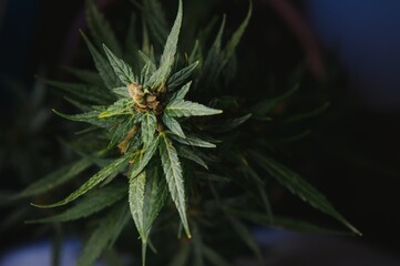 Fototapeta premium cannabis plant with big leaves and flowering bud. Medical Marijuana plant. Aesthetic look on agricultural strain of marijuana hemp