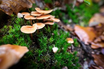Champignons Mushrooms
