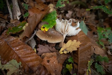 Champignons Mushrooms