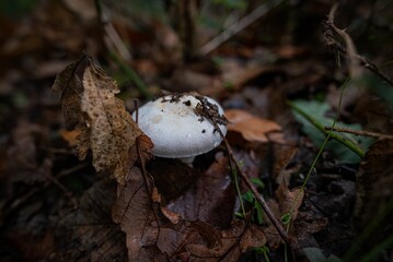 Champignons Mushrooms