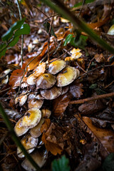 Champignons Mushrooms