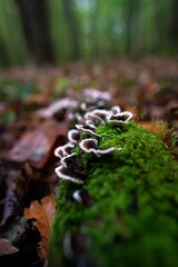 Champignons Mushrooms