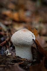 Champignons Mushrooms