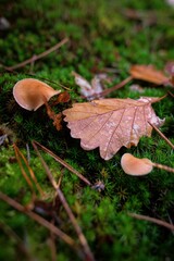 Champignons Mushrooms