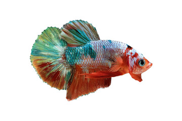 Multi-colored betta fish, siamese fighting fish, isolated on transparent background.	