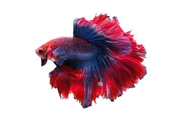 Blue and red color siamese betta fish or splendens fighting fish in thailand on transparent background.	