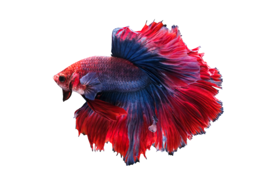 Blue and red color siamese betta fish or splendens fighting fish in thailand on transparent background.	