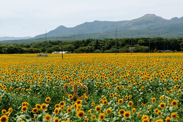 青空と広大なひまわり畑