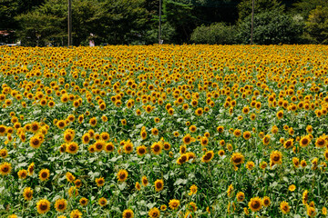 ひまわり畑