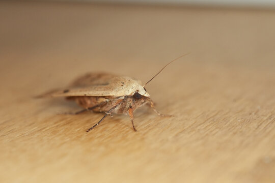 Apamea monoglypha, dark arches, a moth of the family Noctuidae
