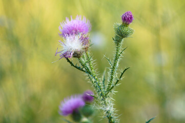 Closeup of spiny plumeless thistle flowers with yellow green blurred background