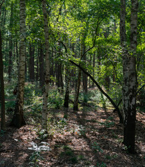 Obraz premium Birch trees in a forest near Driedorp (The Netherlands)