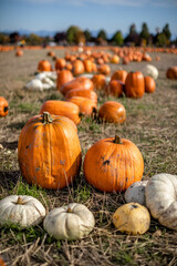Many pumpkins in a field. 