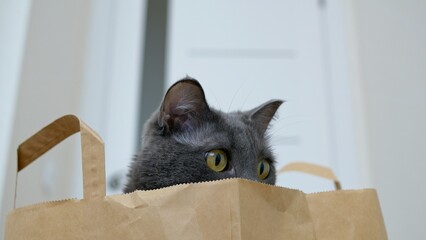 A cute gray cat in a knitted cardigan sits in a paper bag. A funny gray cat sitting in a bag from a...
