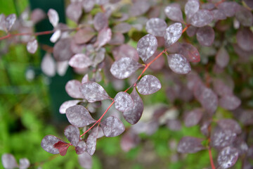 Powdery mildew on the leaves of Thunberg purple barberry (Berberis thunbergii DC.) - 524513447