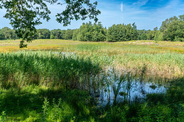 Natural on Appel estate (Landgoed Appel) near Nijkerk in The Netherlands.