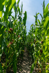Maize field near Zwartebroek in The Netherlands.
