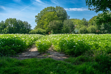 Potato field in from of farm house near Slichtenhorst in The Netherlands.