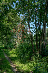 Overgrown hiking track with trees in Slichtenhorst (Nijkerk, The Netherlands).