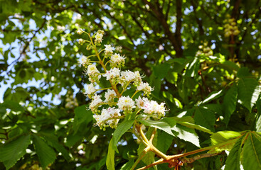 Fototapeta na wymiar Branch chestnut against the background of lush green leaves, closeup. Flowers of chestnuts tree in spring time. Selective focus, blurred background
