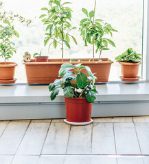 Hydrangea macrophylla (binomial name),bigleaf hydrangea, French hydrangea, lacecap hydrangea, mophead hydrangea, penny mac and hortensiab little bush and other  plants in pots in the balcony