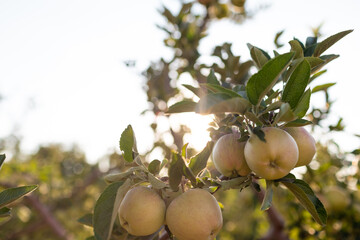Apple trees ripen in the orchard. Growing apples on trees in an orchard.