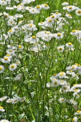 Daisy Fleabane wildflowers (Erigeron annuus) in full bloom in a meadow, selective focus. Herbaceous plant in the Asteraceae family.