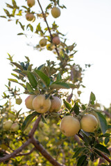 Apple trees ripen in the orchard. Growing apples on trees in an orchard.