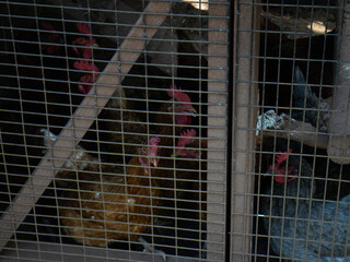 Chickens in Chicken Coop © Chris