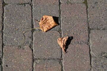 close up of dried maple leaf on the ground 
