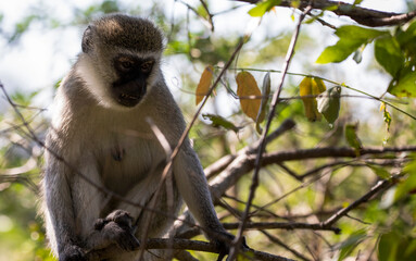 Beautiful vervet monkey also known as green cercopithecus or vervet called 