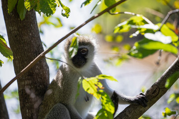 Vervet monkey also known as the green cercopithecus or vervet, called 