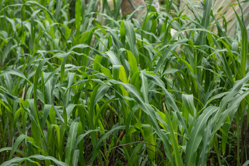 Obraz premium close up of a corn crop in the field, with copy space
