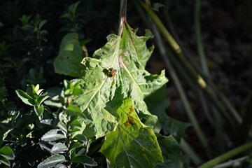 honey bee on a green leaf 