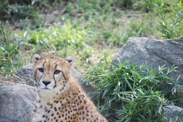 チーター
