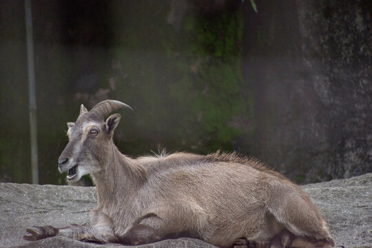 「タール」の画像 94,131 件の Stock 写真、ベクターおよびビデオ Adobe Stock