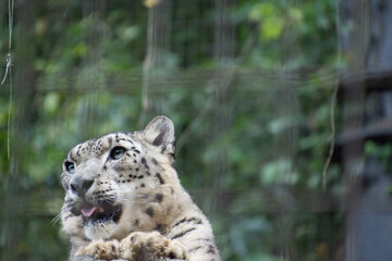 Obraz premium 雪豹