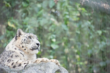 Obraz premium 雪豹