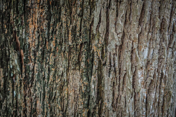 background image abstract pattern of tree bark
