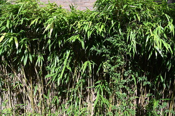 lush green grass in the wind