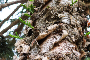 Photograph of pine trunks found  Rio Grande do Sul, Brazil.