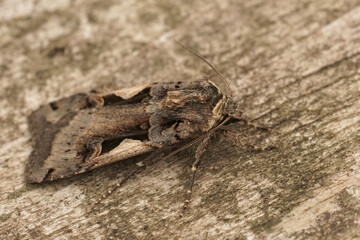Closeup on the Setaceous Hebrew Character owlet moth, Xestia c-nigrum sitting on wood