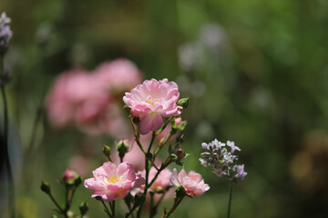 pink flowers in the garden